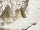 ニュアンスネイル