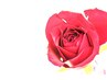 【5～6月限定】薔薇の季節に～癒しのローズトリートメント
