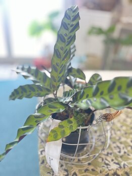 マシュマロハンド/よもぎ蒸し/冷え/むくみ改善