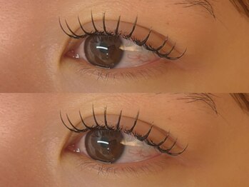 コノハ(KONOHA)/ダークブラウン120本