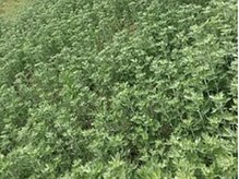 ムース 飯田橋 神楽坂(MUUSU)/オーガニックの獅子足よもぎ