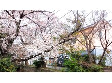プレジール/サロン前の桜