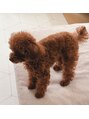 ニコ(nico)&nbsp;トイプードルを飼っています。