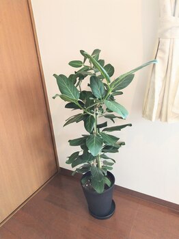 ナップ(NAP)/店内雰囲気　グリーン　