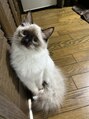 メル(mel.)&nbsp;動物だいすき！ラグドール飼ってます^ ^