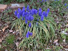 ケン指圧治療院(KEN指圧治療院)/春