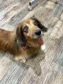ダズル さいたま新都心(DAZZLE)&nbsp;実家の愛犬nanaチャンです☆