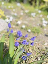 マシュマロハンド/よもぎ蒸し/冷え/むくみ改善