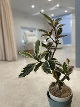 シアン(Shien)/Shine