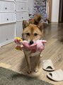 ウィングハート(Wing Heart)&nbsp;柴犬 うに(♀)脱走回数4回AirTag装着済 我が強い根暗 犬嫌いです