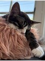ボラード 箕面メイプルホール前店(boulard)&nbsp;よく行く猫カフェのねこちゃん♪