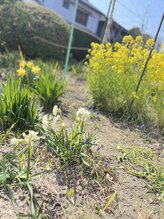 マシュマロハンド/よもぎ蒸し/冷え/むくみ改善