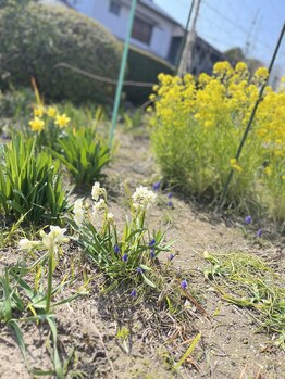 マシュマロハンド/よもぎ蒸し/冷え/むくみ改善