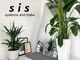 シス(sis)の写真