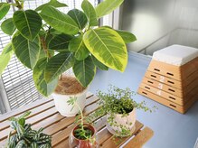 カイフク イン 大(KAIFUKU in 大)の雰囲気(院長の趣味の一つ、観葉植物たちもお客様をお出迎えいたします。)
