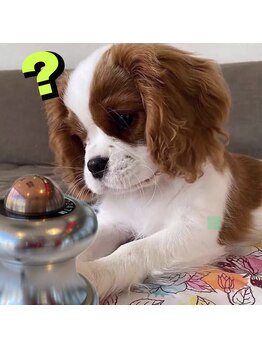 リボーン(Reboorn)/CS60ヒーリングデバイス