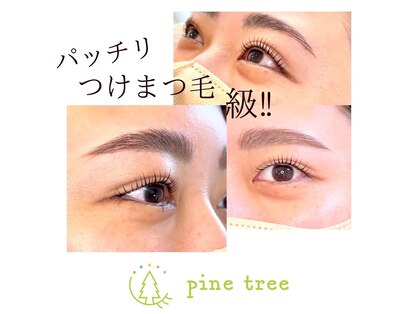 パインツリー(pine tree)の写真