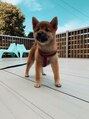 エクステ ネイル アイラッシュ サルサ グレイス 千葉店(SALSA GRACE) 柴犬のアイルちゃん!家族の仲間入り(^^)