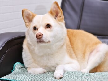 シャンス(Chance)/るる(犬)