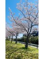 チル(chill)&nbsp;夏生まれですが、春の桜が好きです！