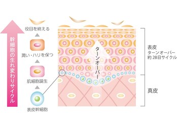 サロンドール(SalonDoll)/ターンオーバー正常化