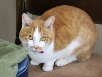 猫のひげ/看板猫