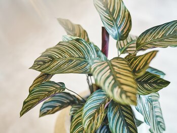 メゾン エイミー(Maison Amy)/