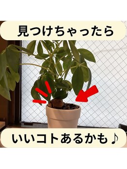 アリビオ(Alivio)/見つけた人はラッキー?