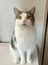 サロン ねこ マカロン