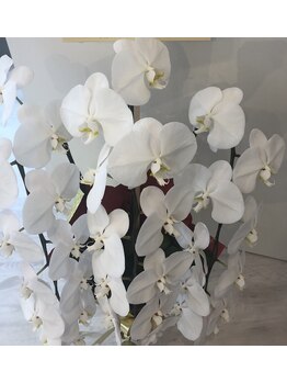 ルースラッシュ 秋葉原店(Luzlash)/インテリア