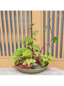 カラードルフィン 吉祥寺(COLOR DOLPHIN)/サロンに来る道の途中にも植物が