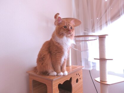 メリス(MERYS)の写真