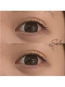 サラ(Sala)/フラットラッシュ120本