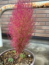 鍼灸接骨慈康院/今が見ごろのほうき草です