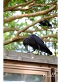 パウワウプレミアム 丸ビル店(POWWOW Premium)&nbsp;激推し上野東照宮のカラス