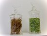 ★便秘＆肌荒れが気になる方★ 　まこも蒸し 6600円→6000円