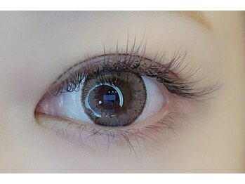 ルピナス(Lupinus)/フラットラッシュ 160本＊