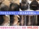 フェリス(FELIZ)の写真