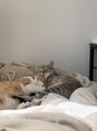 仙台りんく整骨院&nbsp;我が家の猫たちです！