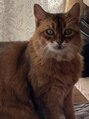 ヨサパーク ジェネ(YOSA PRAK GE-NE) うちの猫ちゃんソマリのラムちゃんです癒されるな！