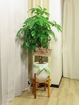 ルーツクルール(Roots Couleur)/店舗一周年のお祝いに観葉植物を