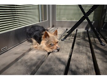 フェリーチェ(felice)/★アルトも中庭でのんびり