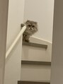 エムユーファイブネイル(MU5-nail)&nbsp;ペルシャ猫のエルちゃん飼っています★