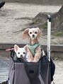 ソーヴ(SOLVE)&nbsp;愛犬チワワ♀チワプー♀内弁慶な子たち＾＾