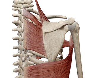 パーチ(perch)/解剖学的理論も一緒に説明します