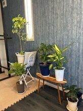 ブル ホーネット(Blu hornet)/観葉植物をたくさん置いています