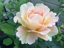 リュミエールボーテ/サロンのバラ