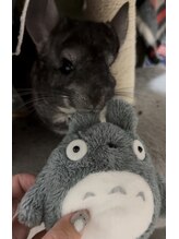 ラナ(Lana)&nbsp;チンチラの Lana