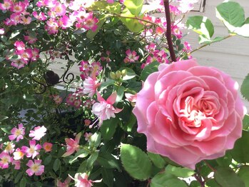 リュミエールボーテ/サロンのバラ