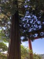 整体リーフ(LEAF) 杉の存在感がすごかった浅間神社。神社巡りが好きです。